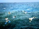 Swimming at Barrier Reef