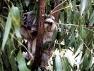 Koala in Tree
